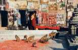 Singes devant des magasins d'artisanat